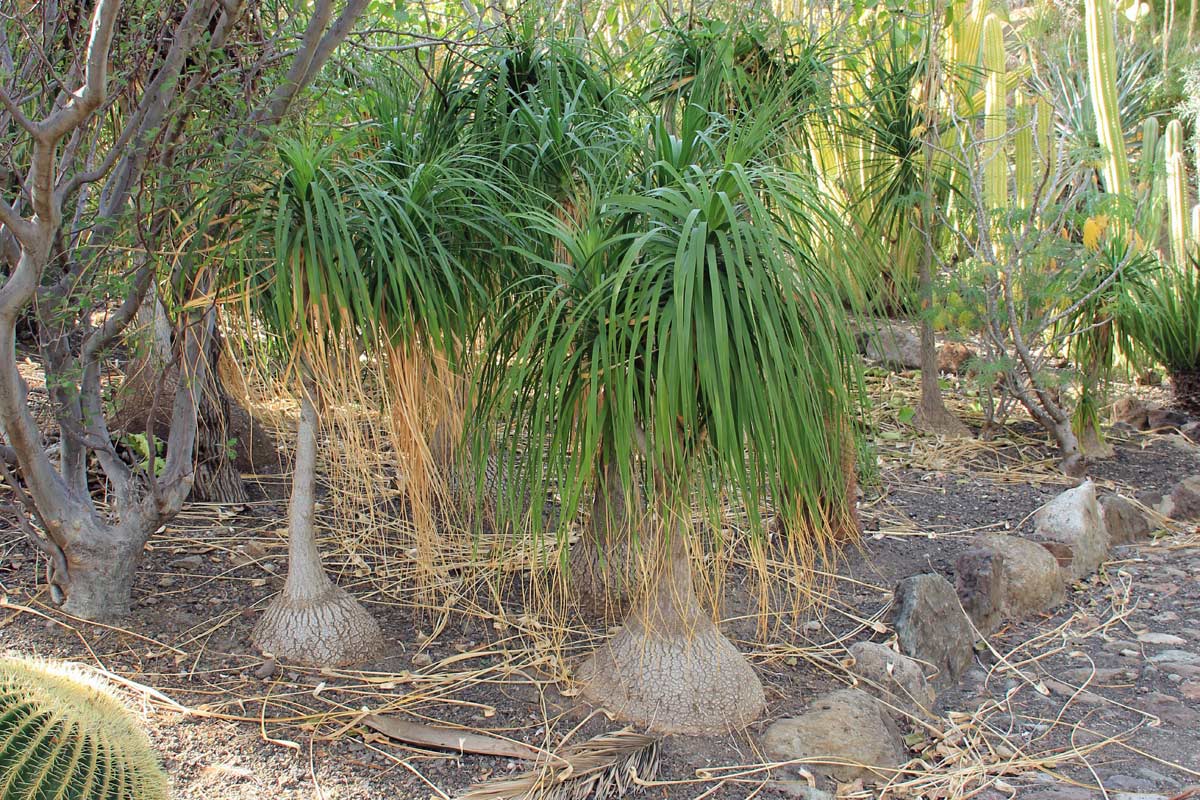 GIARDIN DE CACTUS di Gran Canaria